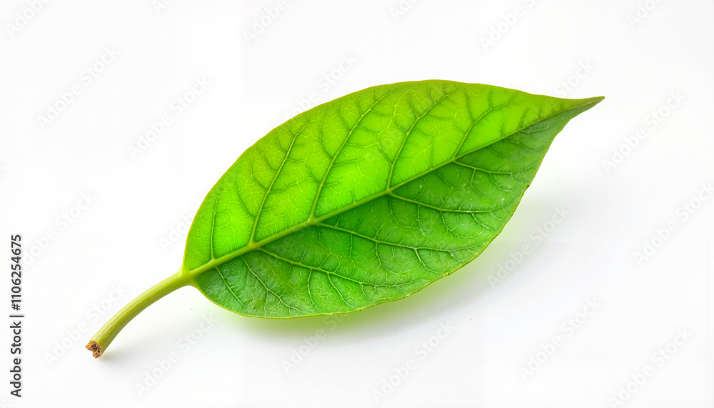 Obraz premium Isolated item on white background in the form of a green leaf 