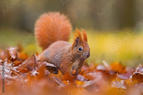Canvas Print A cute european red squirrel walks in autumn leaves