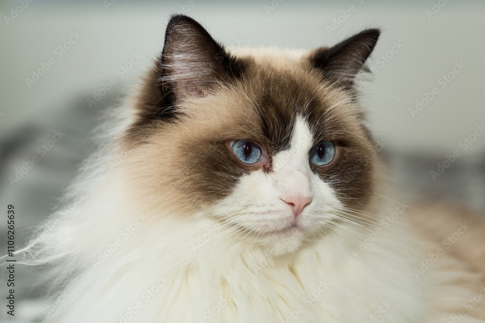 Portrait of a beautiful Ragdoll cat in a home environment Portrait of a beautiful Ragdoll cat in a home environment