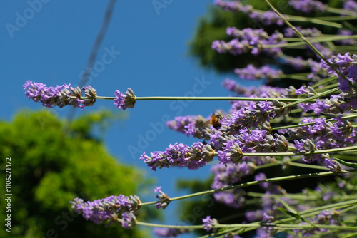 Fiori di lavanda spuntano da un cespuglio e si stagliano contro il cielo blu.