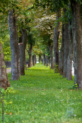 A lovely and lush green treelined pathway nestled within a tranquil, serene park area