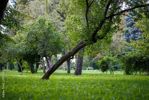 Ukrainian landscape. Leaning tree in the park on a background of green grass. Kyiv, Volodymyr Park.