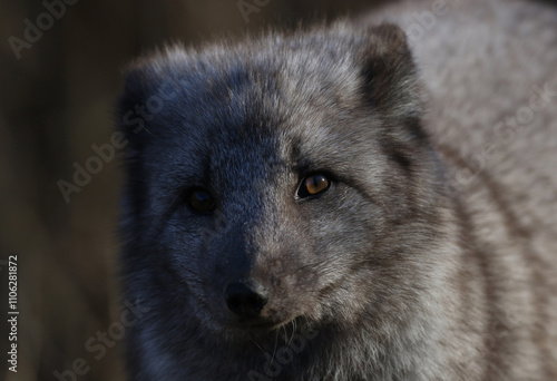 face of arctic fox in nature