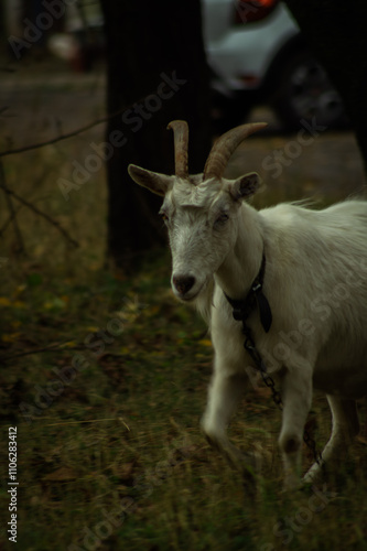 A white goat with curved horns stands between two trees, gazing curiously. The background features a blurred car, and the ground is scattered with dried leaves and grass.