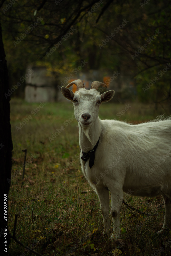 A white goat with curved horns stands between two trees, gazing curiously. The background features a blurred car, and the ground is scattered with dried leaves and grass. A white goat with curved horns stands between two trees, gazing curiously. The background features a blurred car, and the ground is scattered with dried leaves and grass.