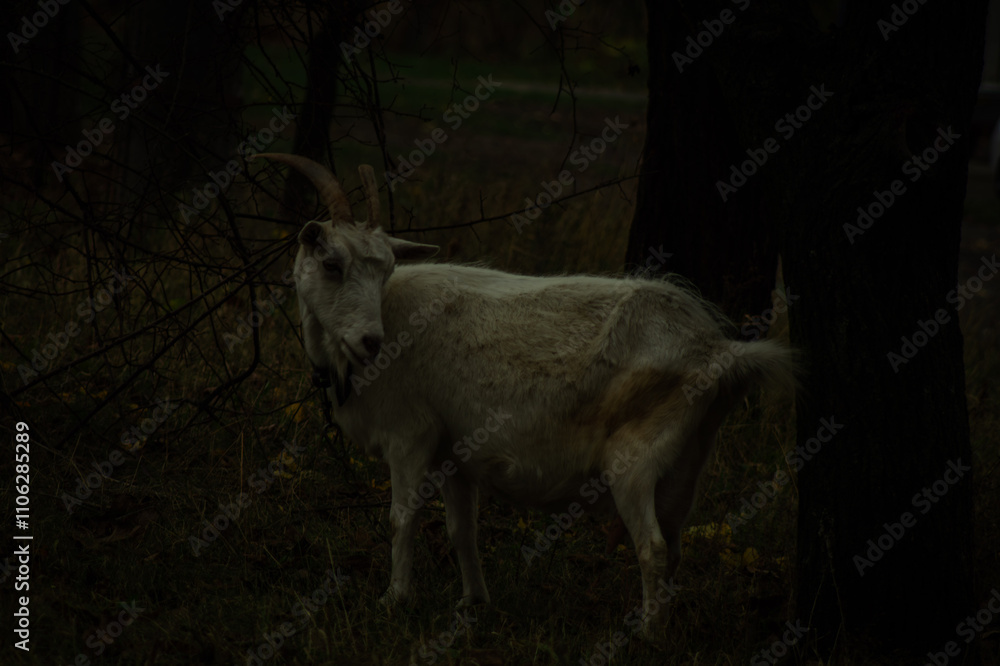 A white goat with curved horns stands between two trees, gazing curiously. The background features a blurred car, and the ground is scattered with dried leaves and grass. A white goat with curved horns stands between two trees, gazing curiously. The background features a blurred car, and the ground is scattered with dried leaves and grass.