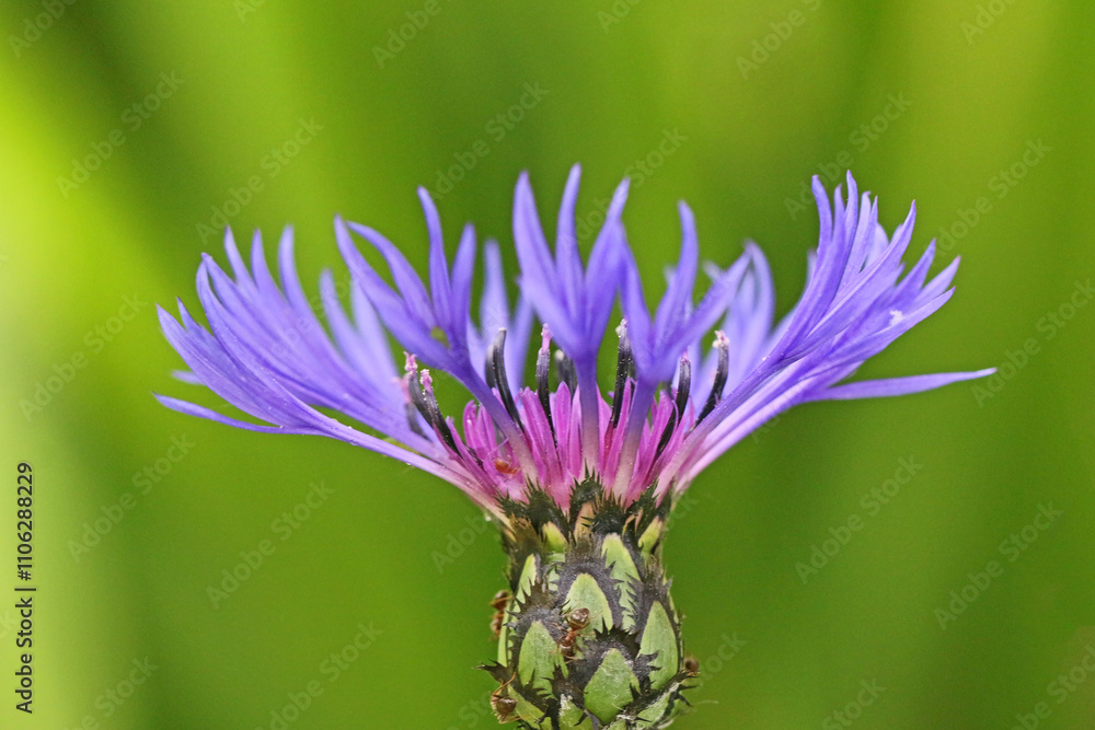Close up of a cornflower in summer Close up of a cornflower in summer
