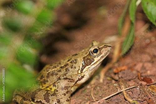 Toad on the ground