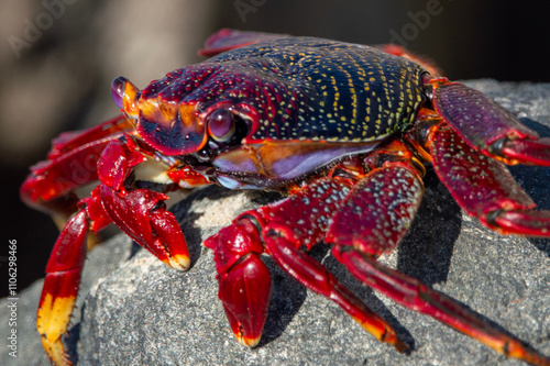 Grapsus adscensionis o cangrejo rojo en las rocas