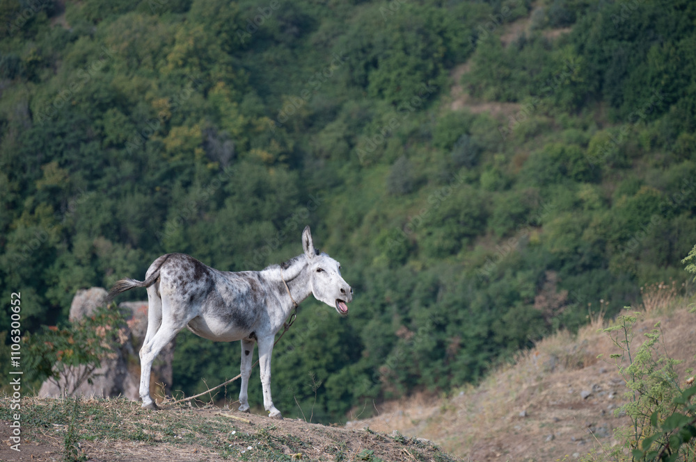 Obraz premium donkey the mountains