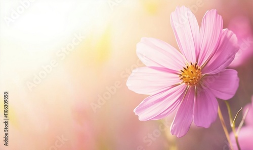 Pink flower with soft background, delicate petals, vibrant yellow center, warm light, nature's beauty, floral elegance