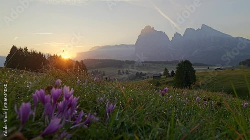 The sun rises over Seiser Alm in the Dolomites, Italy, casting light on dewy wildflowers and grassy hills. This scenic alpine landscape captures the peaceful beauty of Italy’s countryside.
