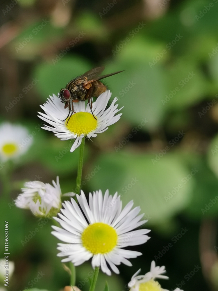 Obraz premium bee on a flower