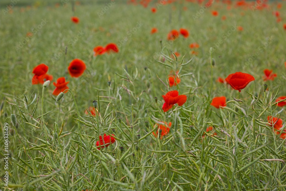 Fototapeta premium Bright red poppies cover the landscape, their vivid petals gently swaying in the breeze over a lush green field.
