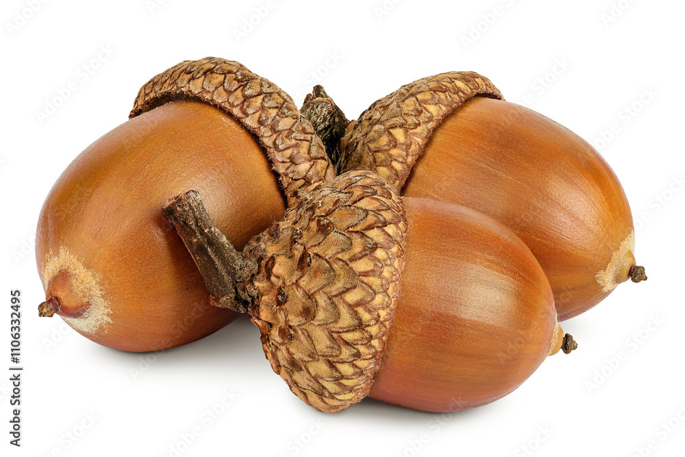 Brown acorn oak nut isolated on white background Brown acorn oak nut isolated on white background