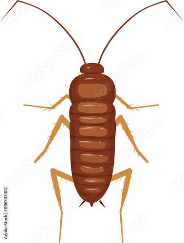 Cockroach illustration. Cockroach life cycle.