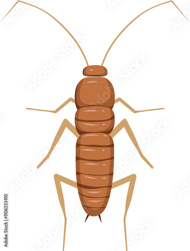 Cockroach illustration. Cockroach life cycle.