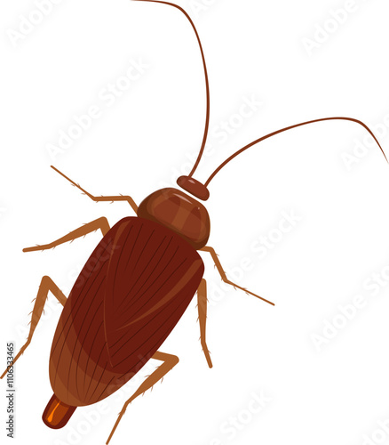 Cockroach illustration. Cockroach life cycle.