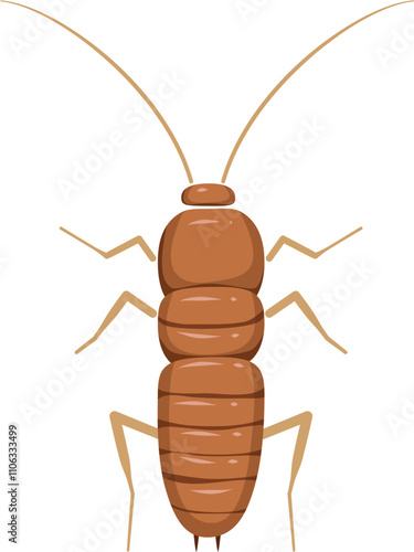 Cockroach illustration. Cockroach life cycle.