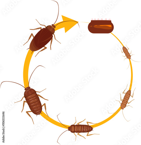 Cockroach illustration. Cockroach life cycle.