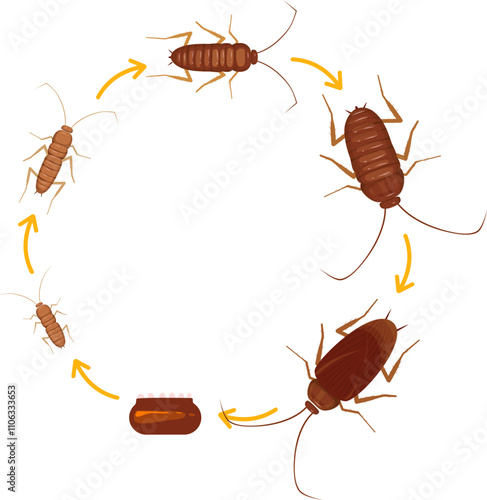 Cockroach illustration. Cockroach life cycle.