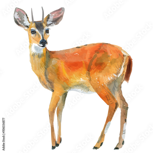 A watercolor drawing of a Muntjac, isolated on a white background. Muntjac vector.