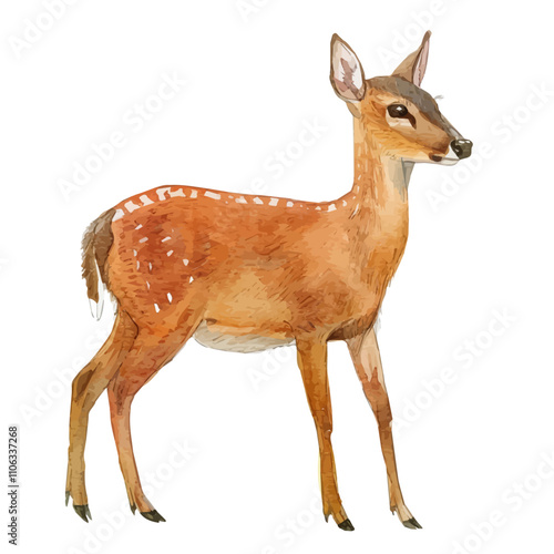 A watercolor vector of a Muntjac, isolated on a white background. Muntjac vector.