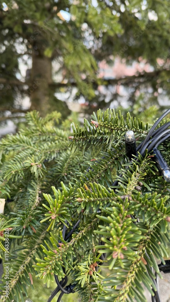 Fototapeta premium Close-Up of Evergreen Branches Adorned with Festive Holiday Lights. A detailed close-up of evergreen branches with festive holiday lights, evoking a winter holiday atmosphere. 