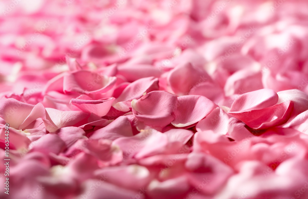 Delicate pink rose petals backdrop. Shallow depth of field with blurred background and foreground. Delicate pink rose petals backdrop. Shallow depth of field with blurred background and foreground.