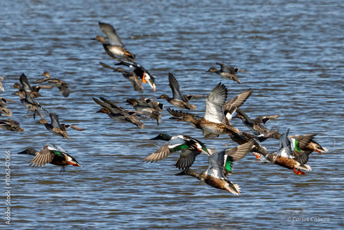 A flock of northern shovelers (Spatula clypeata) and teals (Anas crecca) takes flight over the blue waters of the Tablas de Daimiel, in the center of the Iberian Peninsula photo