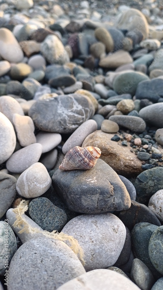 Caracol en la playa Caracol en la playa