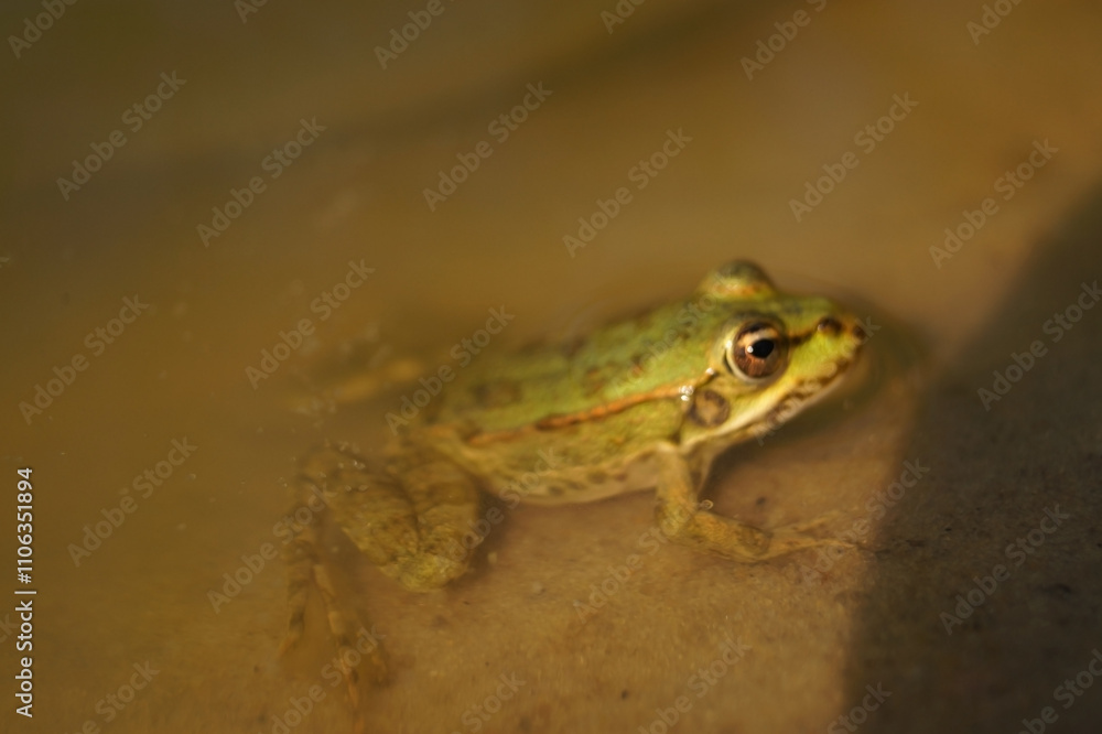 A green frog rests partially submerged in shallow water, its smooth skin glistening under soft light. Ripples surround it, enhancing the tranquil, natural ambiance of its environment. A green frog rests partially submerged in shallow water, its smooth skin glistening under soft light. Ripples surround it, enhancing the tranquil, natural ambiance of its environment.