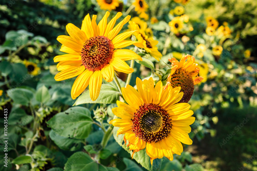 Fototapeta premium Two yellow sunflowers are in a field of green grass