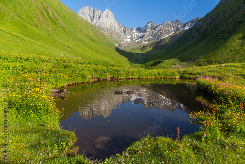 Hiking trail to Chaukhi mount from the village of Juta. Reflection of Chaukhi in the small lake with ducks and flowers on the shore.