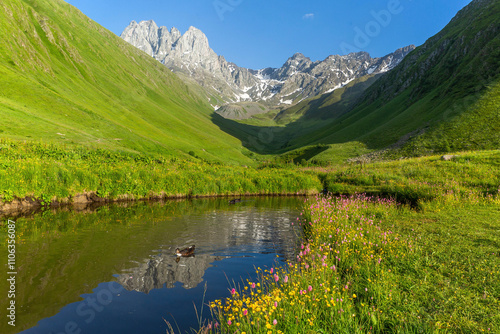 Hiking trail to Chaukhi mount from the village of Juta. Reflection of Chaukhi in the small lake with ducks and flowers on the shore.