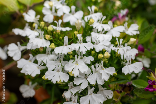 Close up of garden lobelia (lobelia erinus) flowers in bloom photo