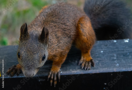 Siberian Altai squirrel (Sciurus vulgaris altaicus) has black summer fur. Sayan mountains. This animal is lured by tourists, but it will suffer in winter photo