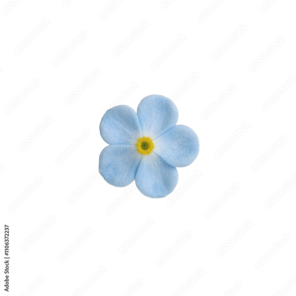 Elegant pale blue forget me not flower with yellow center on neutral background Elegant pale blue forget me not flower with yellow center on neutral background