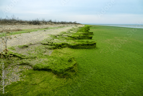 Tongue of shell-sand, sand spit with algae (Cladophora) shore. The ridge is covered with steppe vegetation. Winter Lagoon of Azov Sea. photo