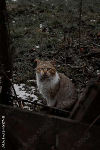 A solitary cat with striking amber eyes sits amidst a backdrop of fallen leaves and snow, its fur a mix of tan and white, embodying a sense of calm curiosity in a shadowy environment. photo