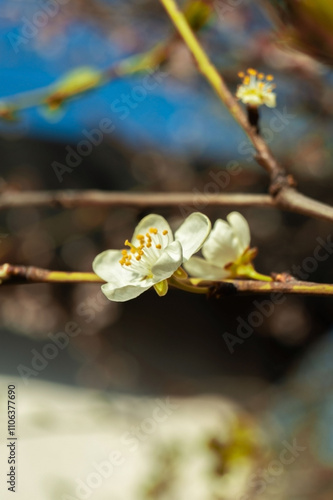 A close-up of delicate white flowers with soft pink accents and yellow stamens, surrounded by green leaves, captures the essence of spring’s beauty and nature’s renewal.