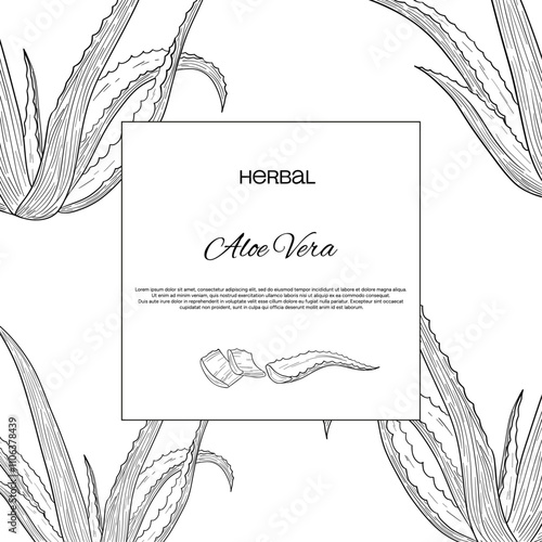 Aloe vera outlines botanic natural organic eco card template 