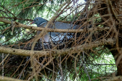 A wood pigeon, ringdove (Columba palumbus) is sitting in a nest built on a fir tree, coniferous forests. But this bird species tends to synanthropize. The bird warms the chicks with loose plumage photo