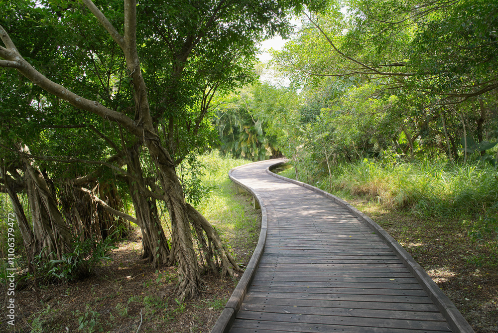 Obraz premium Wooden path leading through the wilderness and trees of the Hong Kong wetlands on a sunny day