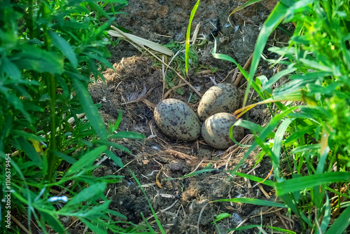 Scandinavian Lesser black-backed gull (Larus fuscus fuscus) nest on islands of eastern part of Gulf of Finland, Baltic Sea. Mixed colony with Herring Gull. Plastic objects are used as nest material