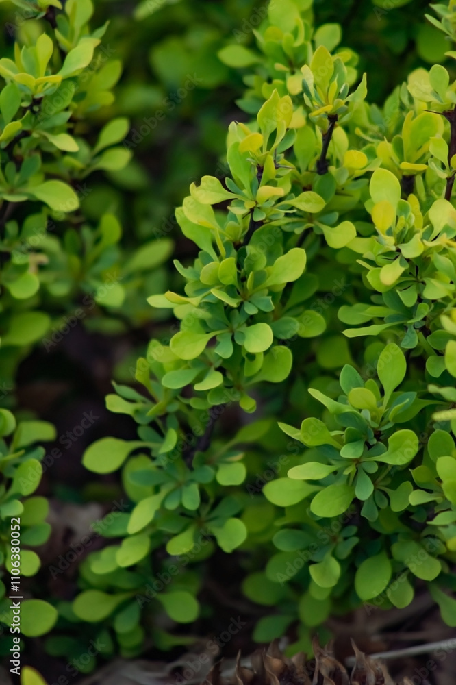 A close-up of vibrant green foliage emerges from a dark, earthy background. The sunlight highlights the delicate leaves, showcasing their new growth amid dried, textured soil. A close-up of vibrant green foliage emerges from a dark, earthy background. The sunlight highlights the delicate leaves, showcasing their new growth amid dried, textured soil.