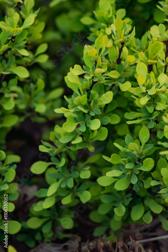 Wallpaper Mural A close-up of vibrant green foliage emerges from a dark, earthy background. The sunlight highlights the delicate leaves, showcasing their new growth amid dried, textured soil. Torontodigital.ca