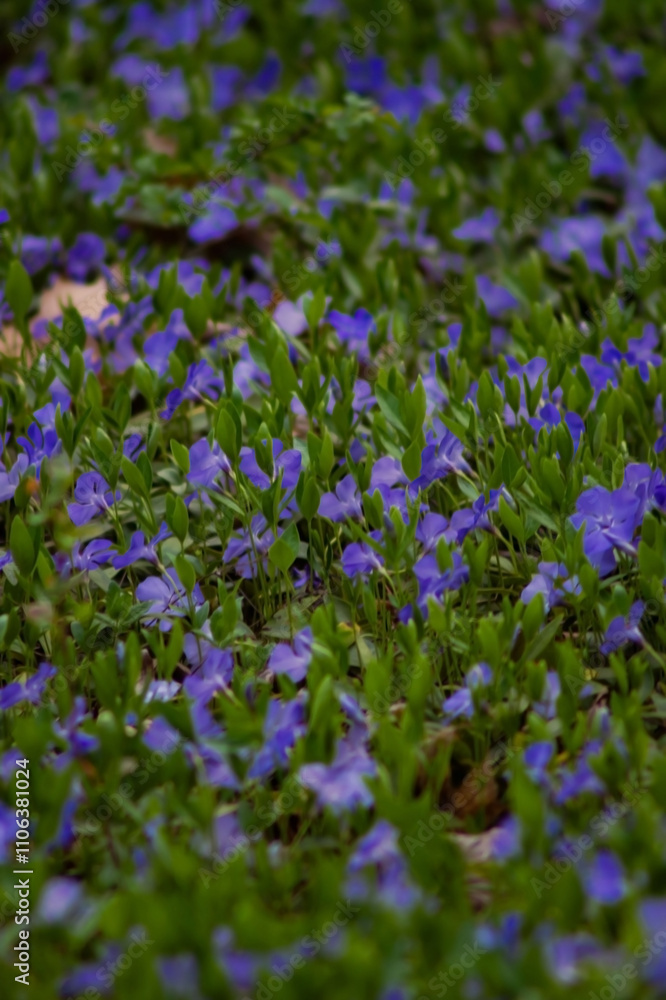 A lush carpet of vibrant purple flowers blankets the ground, interspersed with fresh green leaves, creating a serene and colorful natural scene that evokes tranquility and beauty. A lush carpet of vibrant purple flowers blankets the ground, interspersed with fresh green leaves, creating a serene and colorful natural scene that evokes tranquility and beauty.