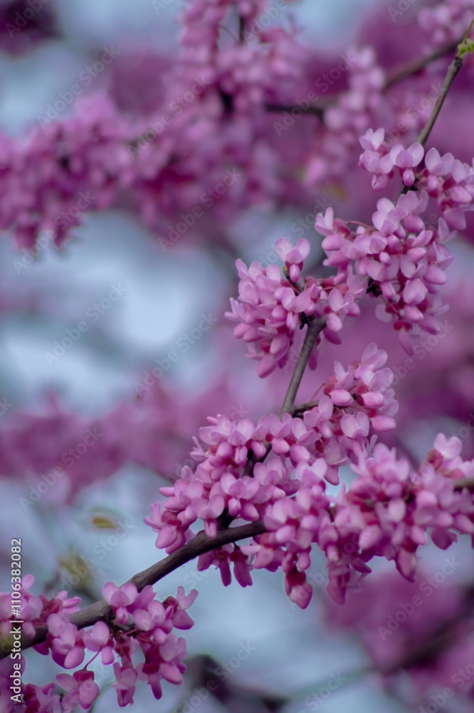 A branch adorned with clusters of delicate pink blossoms contrasts against a soft, blurred background, evoking spring's vibrant beauty and the promise of renewal. A branch adorned with clusters of delicate pink blossoms contrasts against a soft, blurred background, evoking spring's vibrant beauty and the promise of renewal.