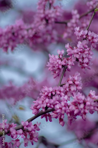 A branch adorned with clusters of delicate pink blossoms contrasts against a soft, blurred background, evoking spring's vibrant beauty and the promise of renewal.